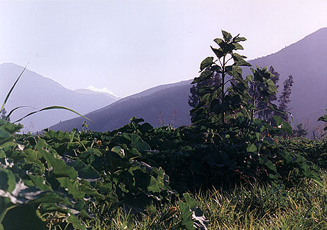 Aconcaqua
