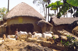 Caba&ntilde;a de barro y pajar en Mayapur